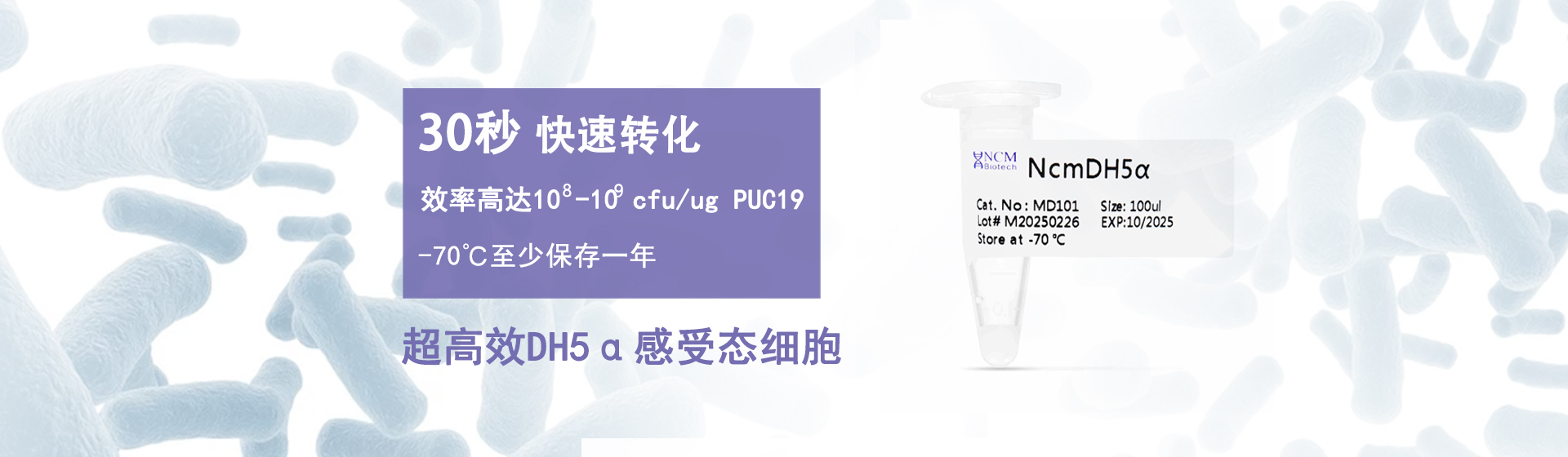 超高效DH5α感受态细胞