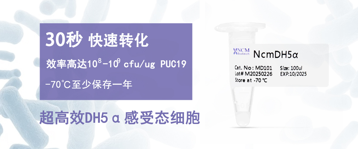 超高效DH5α感受态细胞